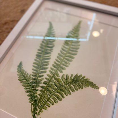 fern no 2 [original sketch]