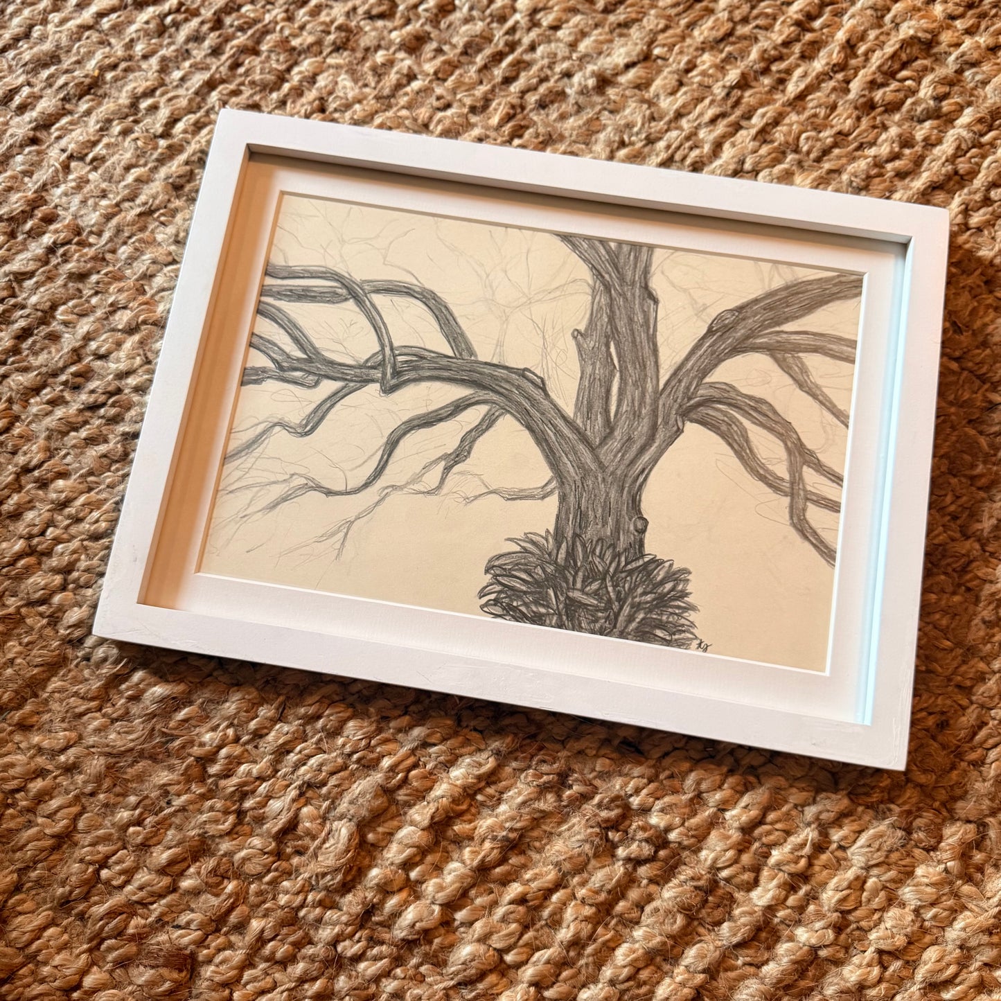 live oak no 2 [original sketch]