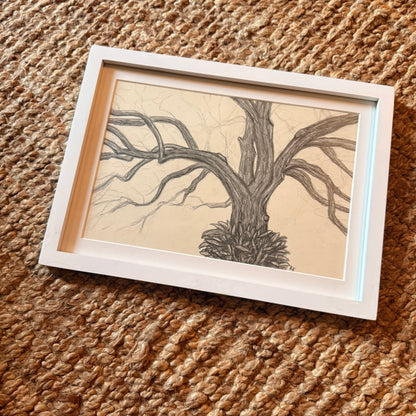 live oak no 2 [original sketch]
