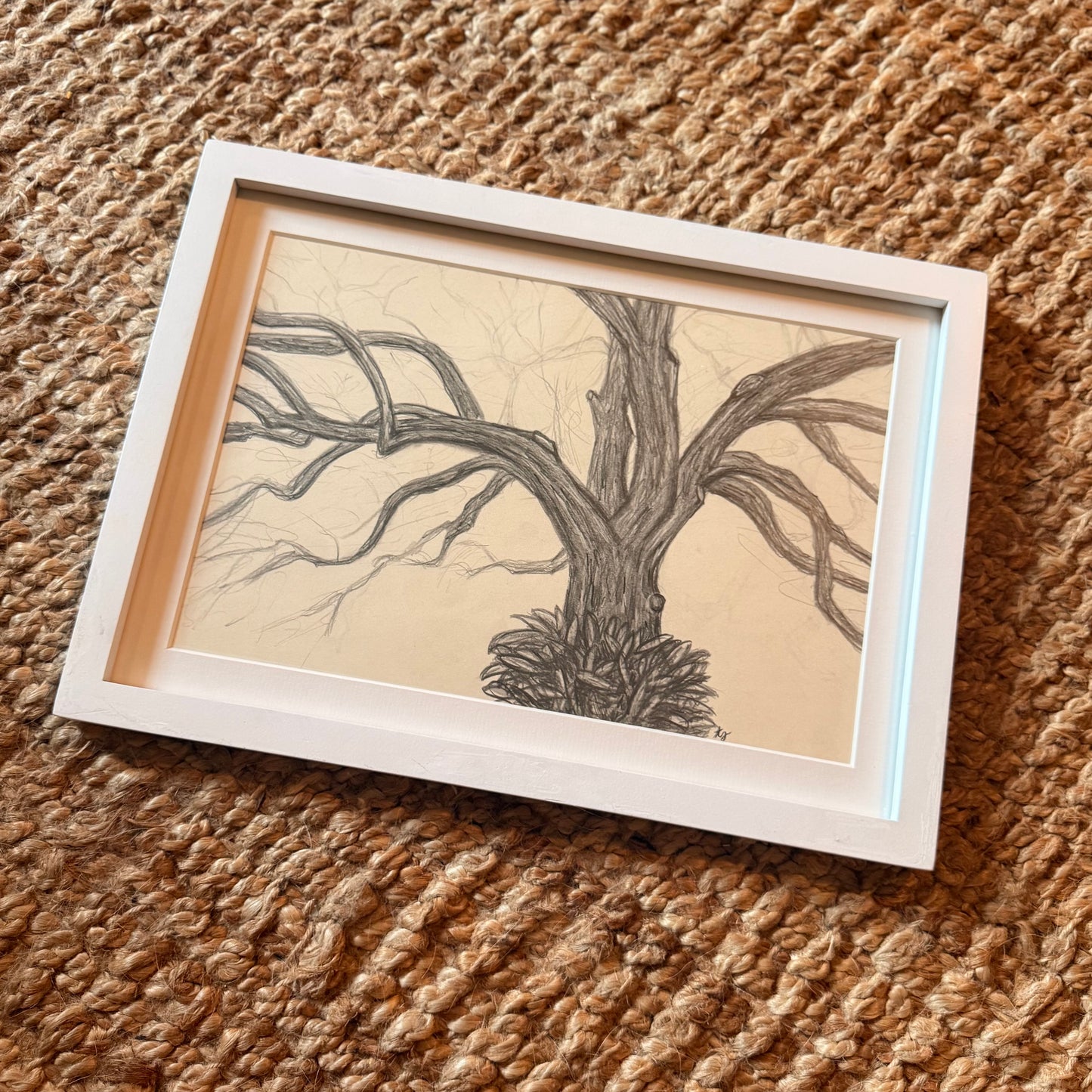 live oak no 2 [original sketch]
