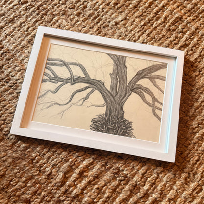 live oak no 2 [original sketch]