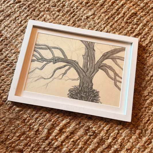live oak no 2 [original sketch]