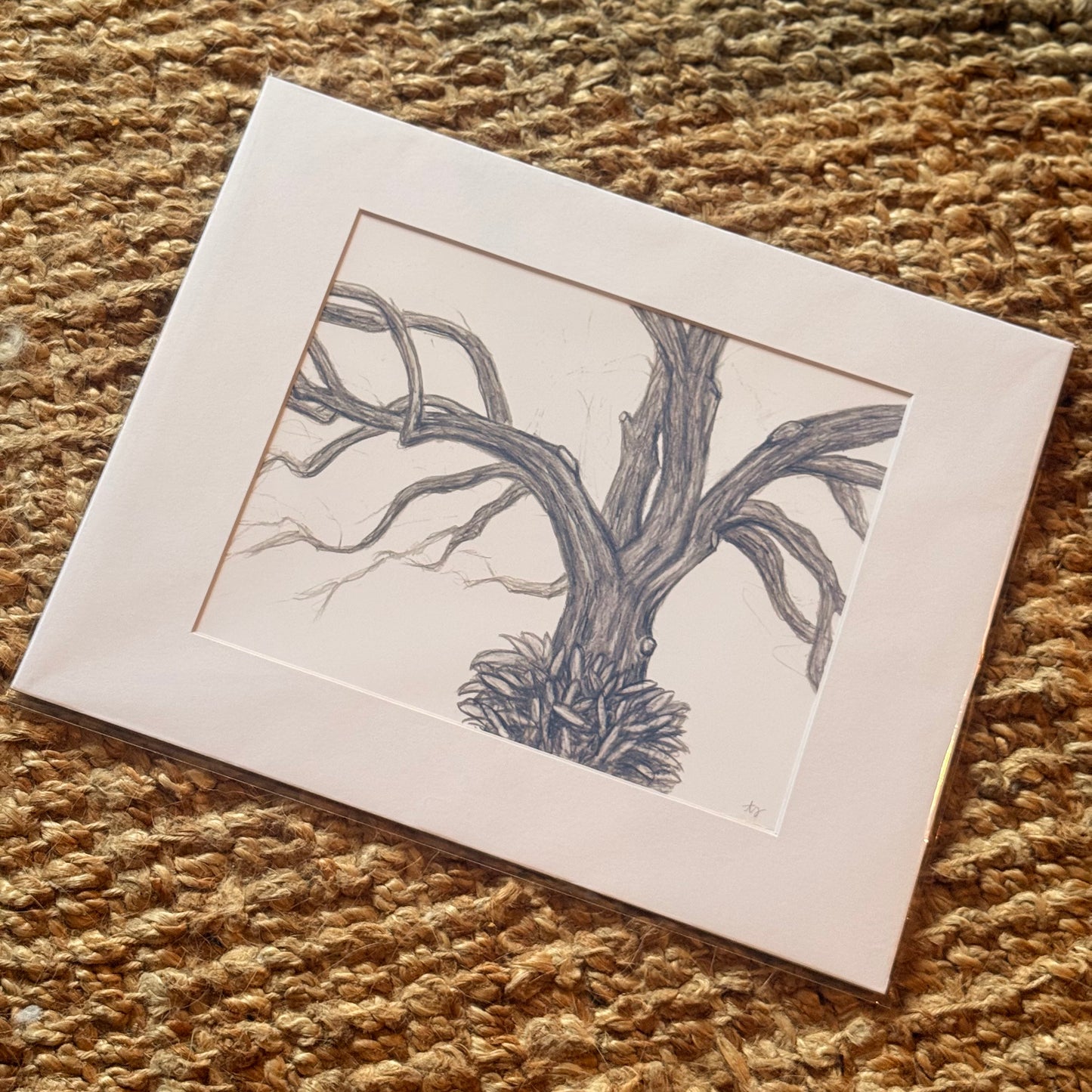 live oak no. 2  ·  print