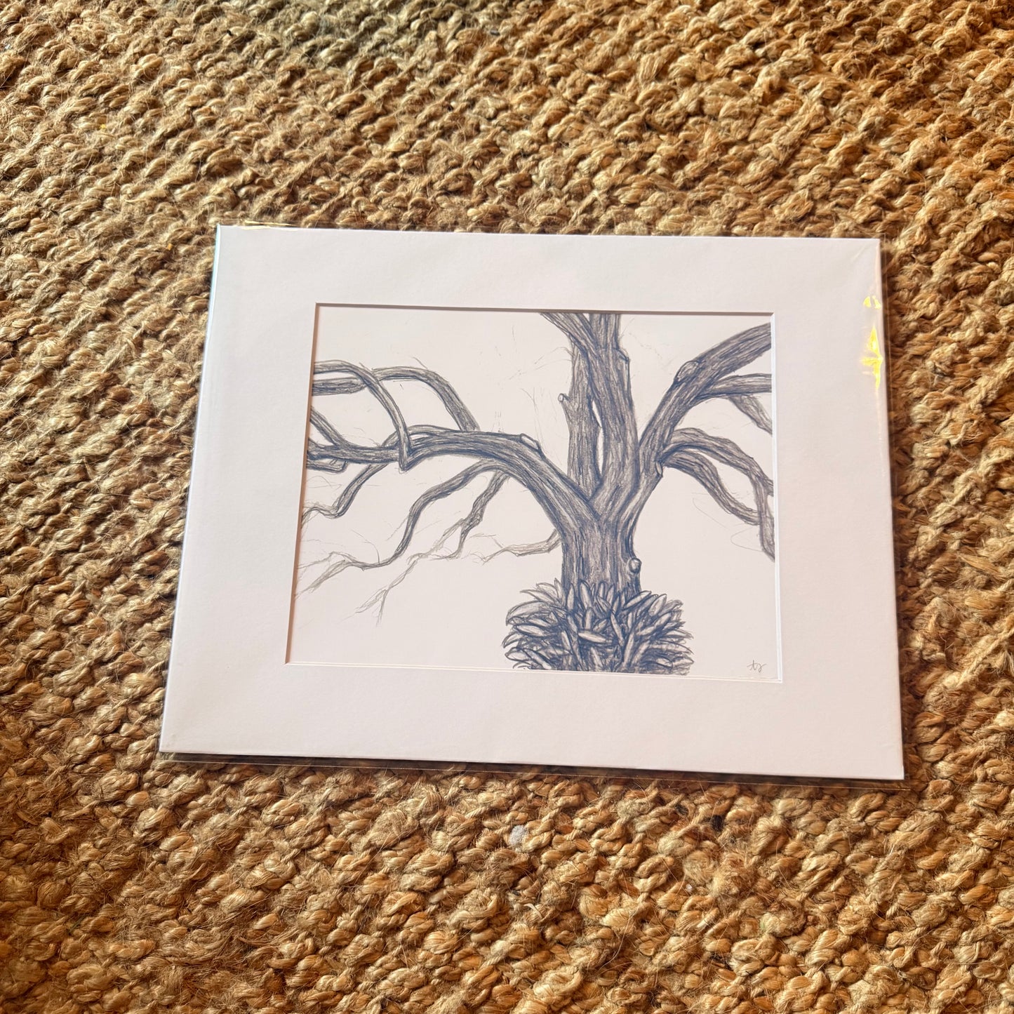 live oak no. 2  ·  print
