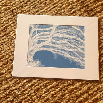 blue oak  ·  print