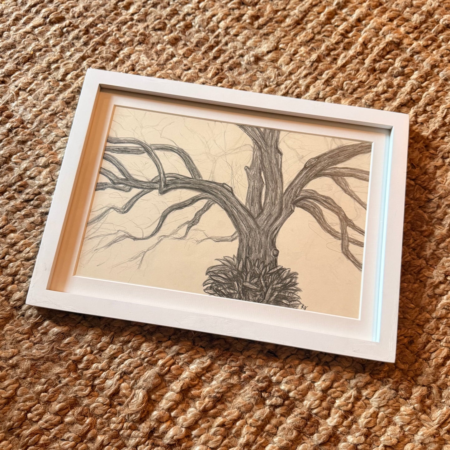 live oak no 2 [original sketch]
