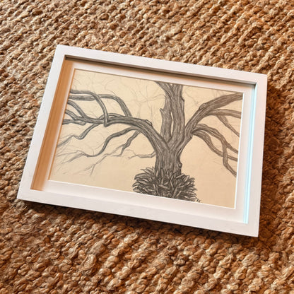 live oak no 2 [original sketch]