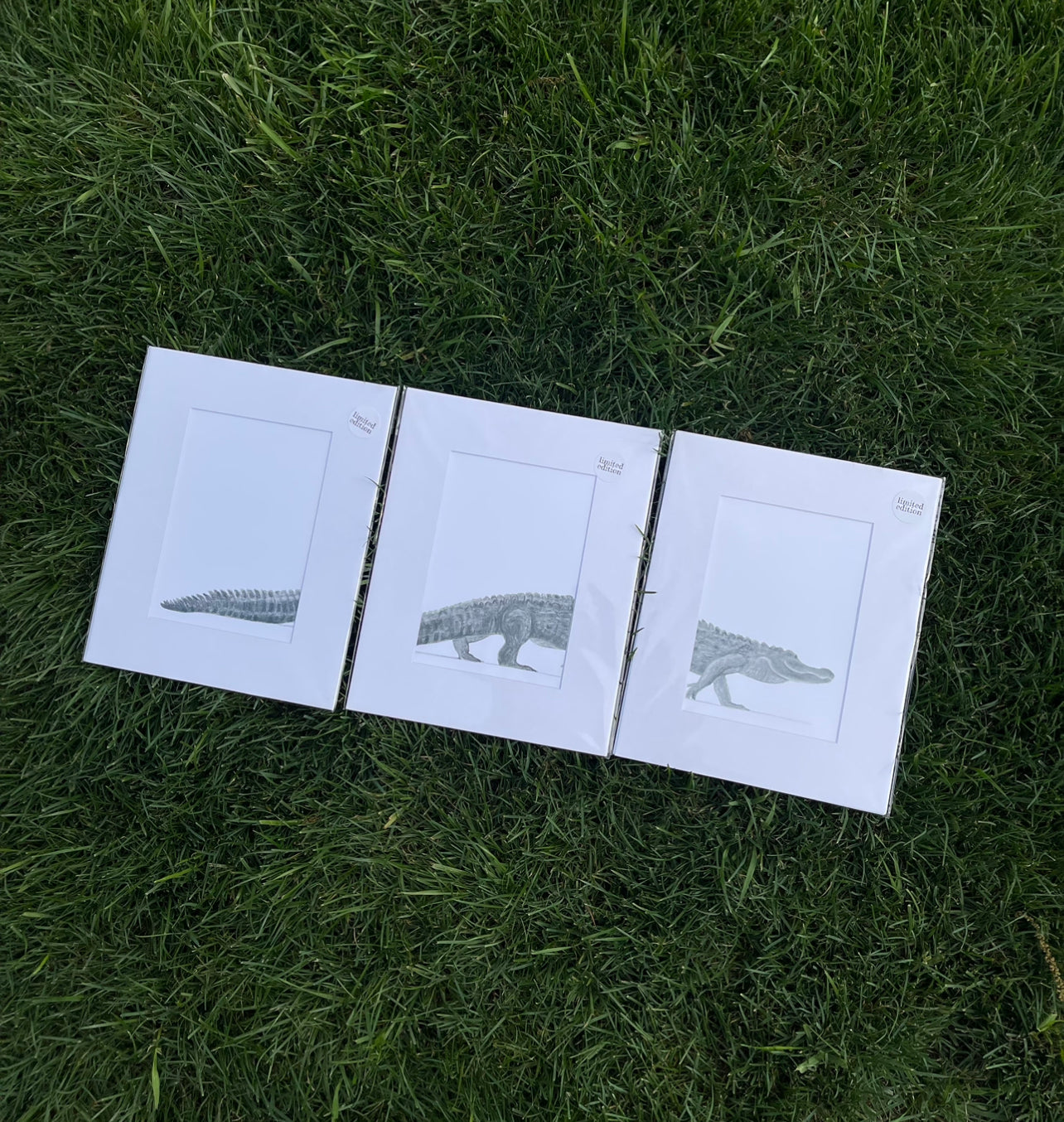 gator trio  ·  print