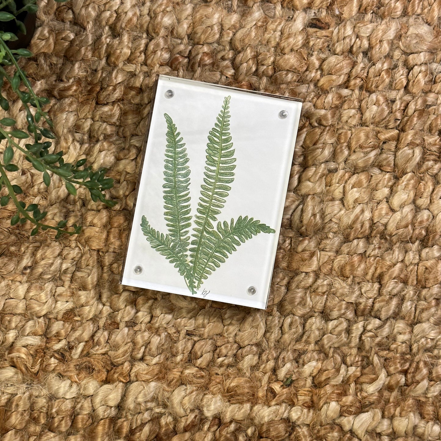 fern no 2 [acrylic frame]