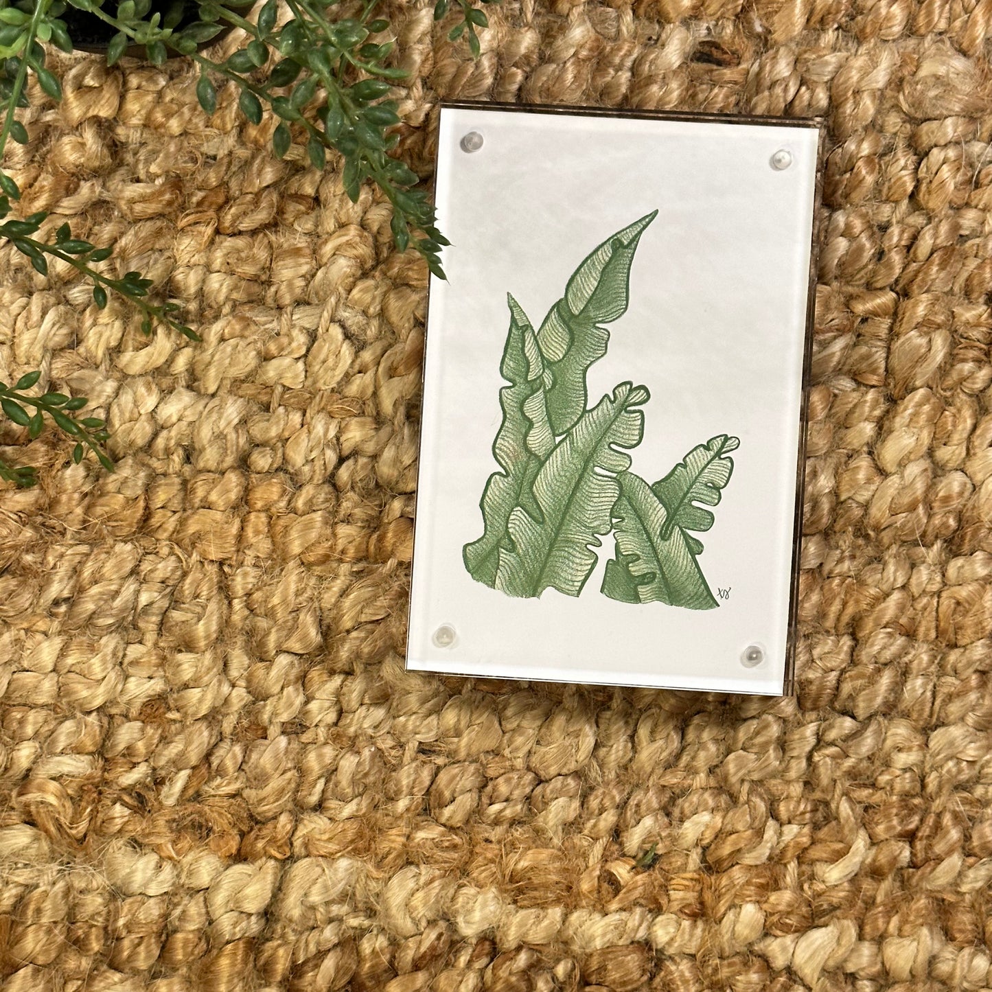 fern no 1  · framed print