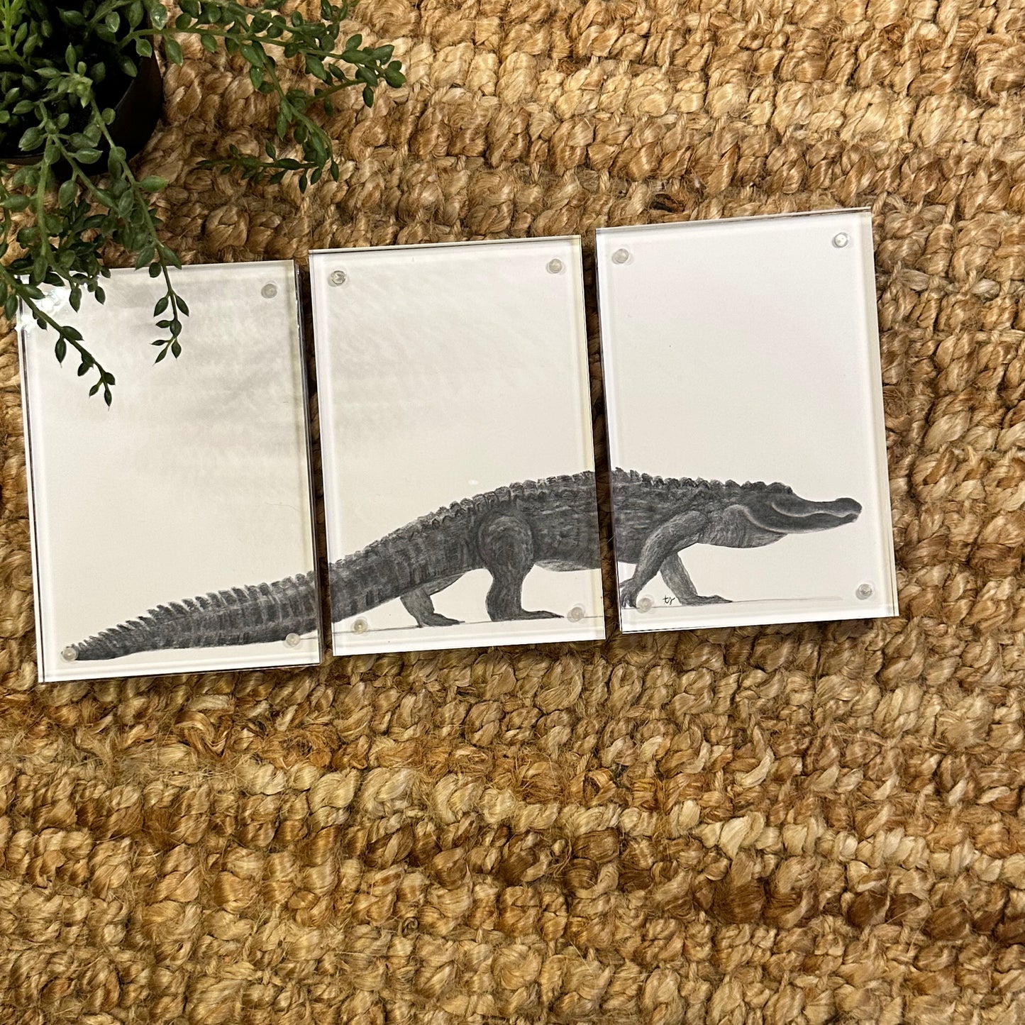 gator trio [acrylic frame]