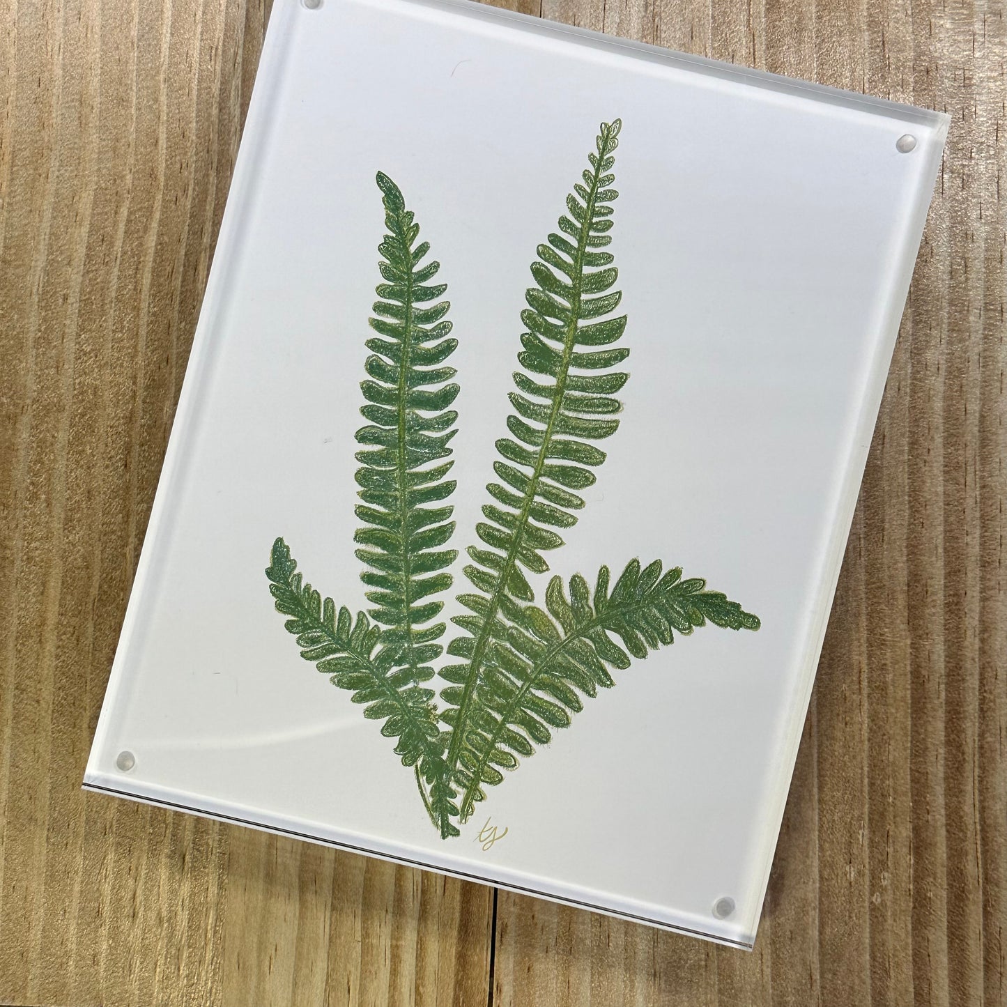 fern no 2 [acrylic frame]