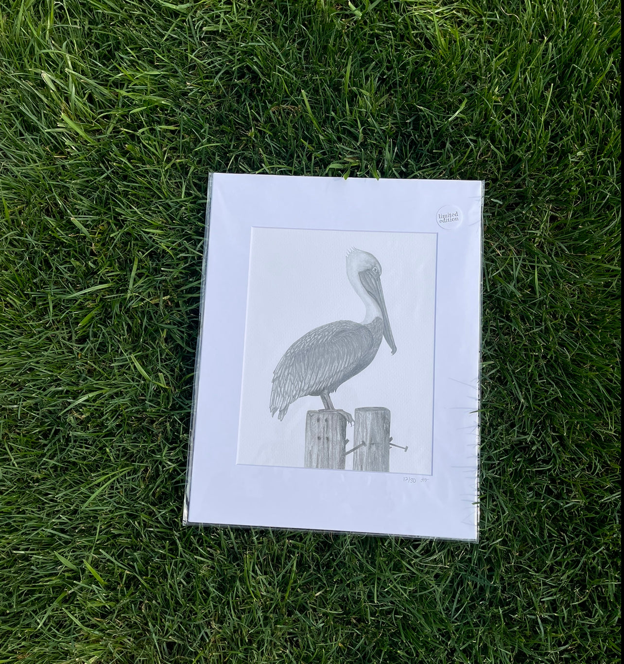 pelican no 1  ·  print