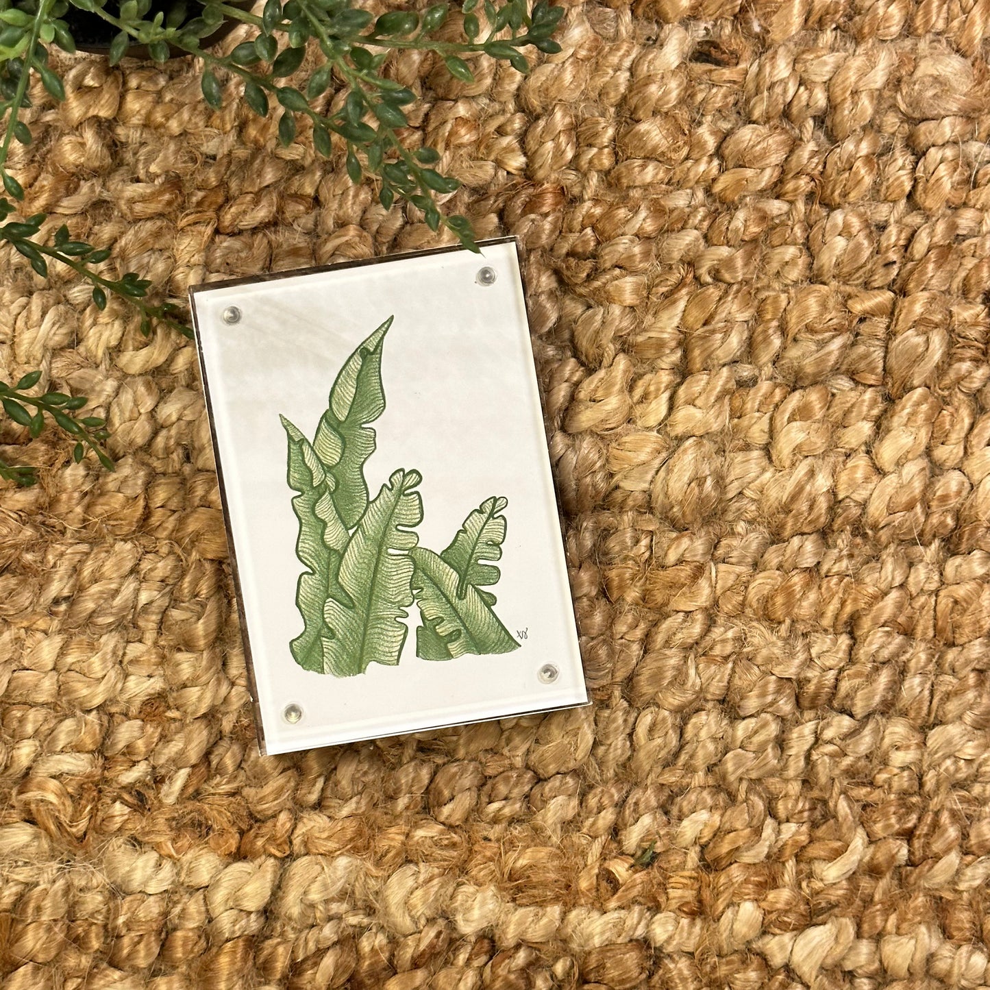 fern no 1  · framed print