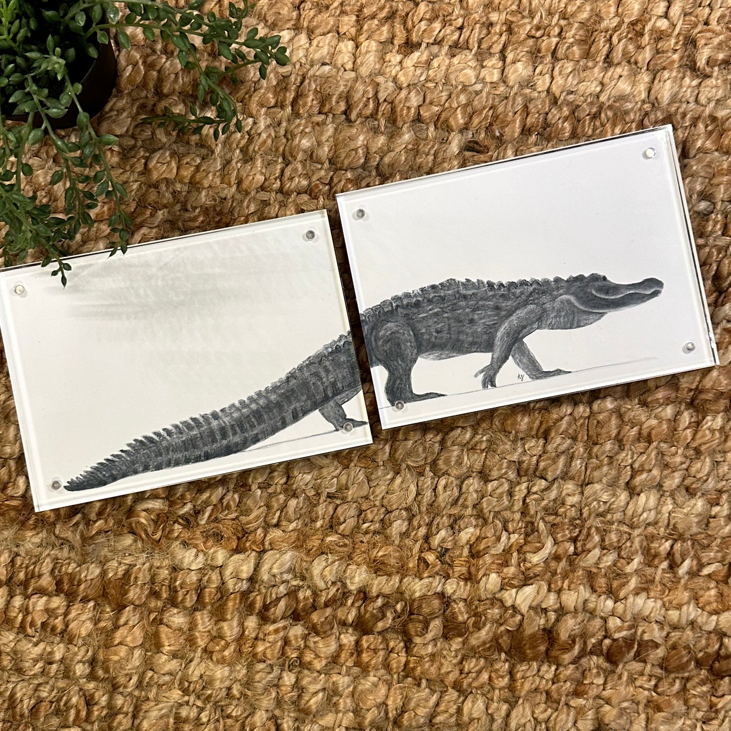 gator trio [acrylic frame]