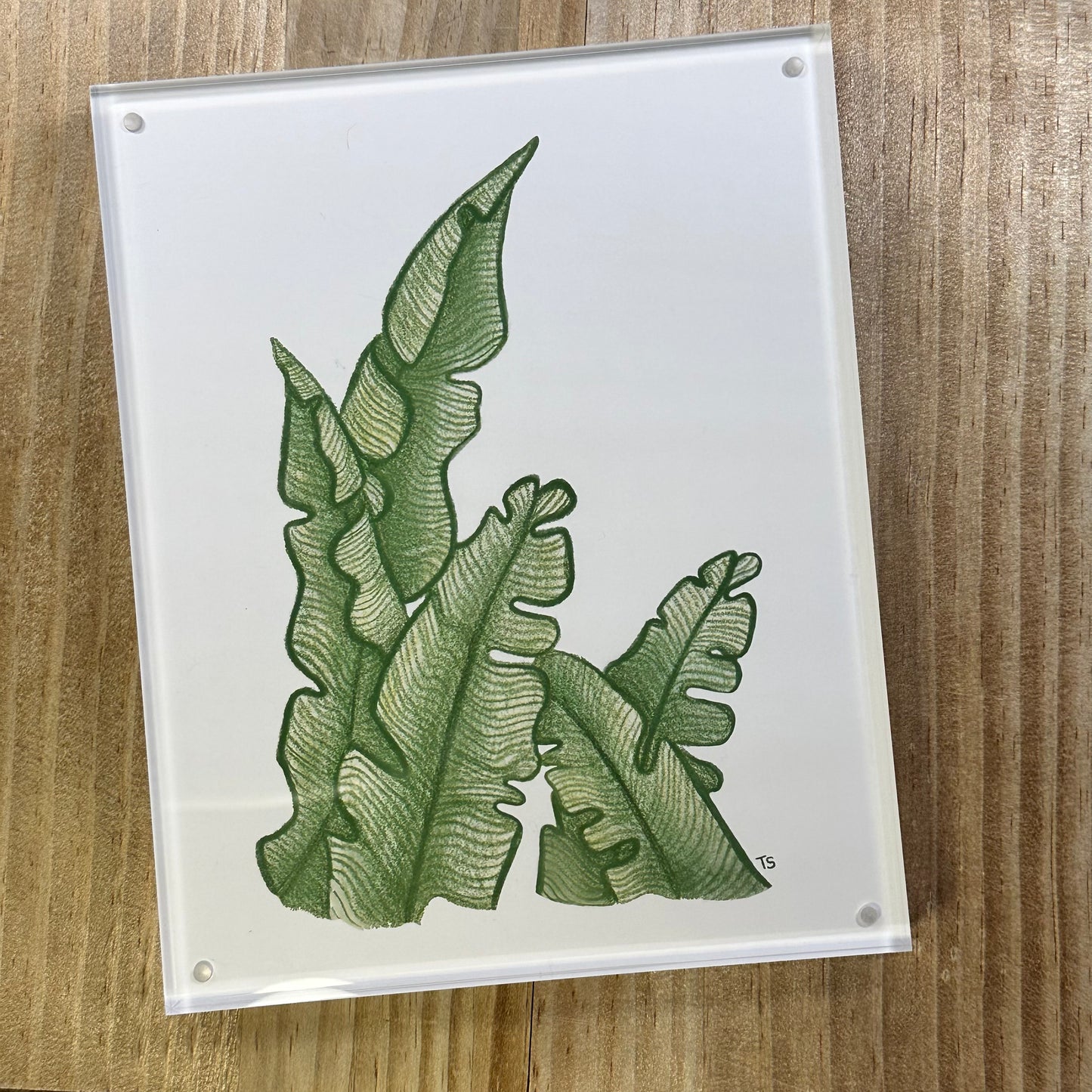 fern no 1  · framed print