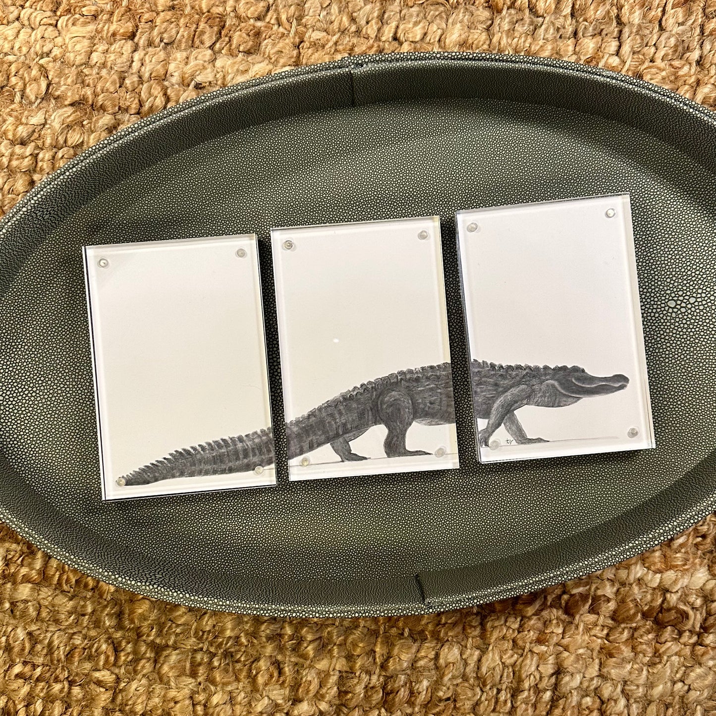 gator trio [acrylic frame]