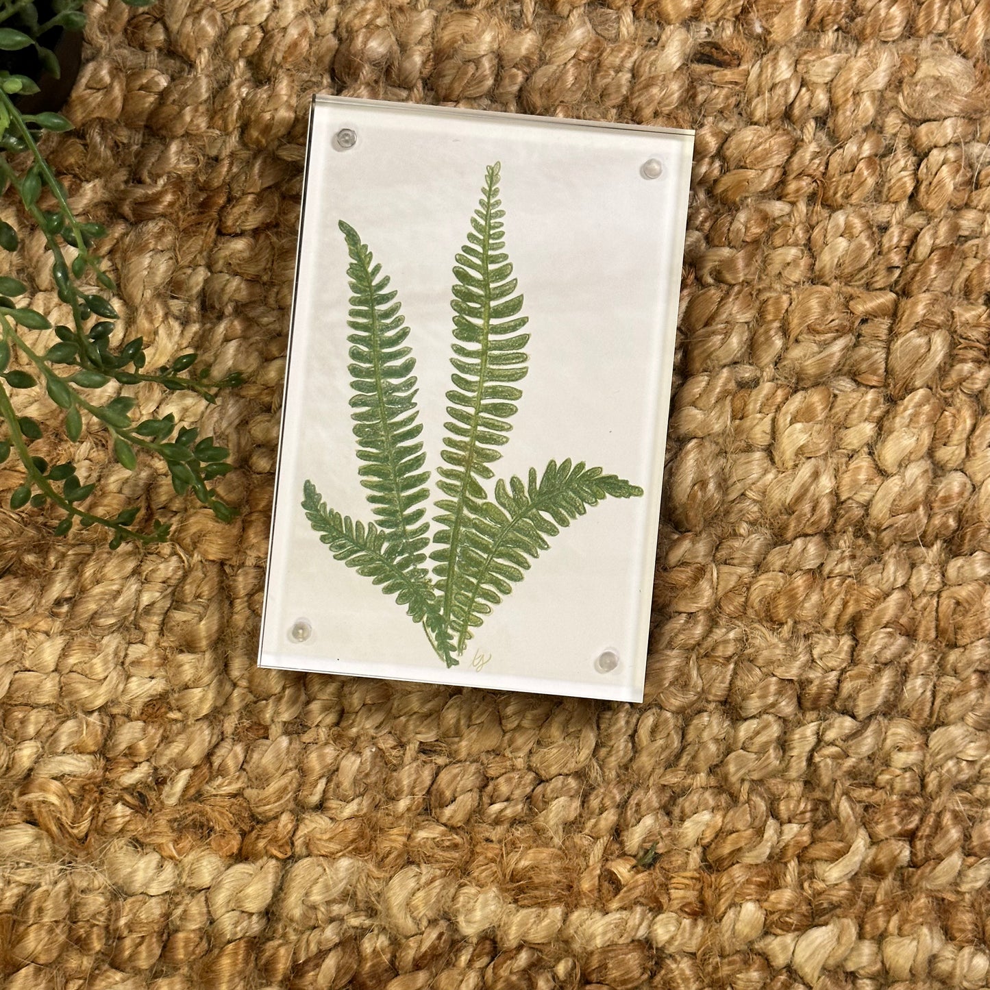 fern no 2 [acrylic frame]